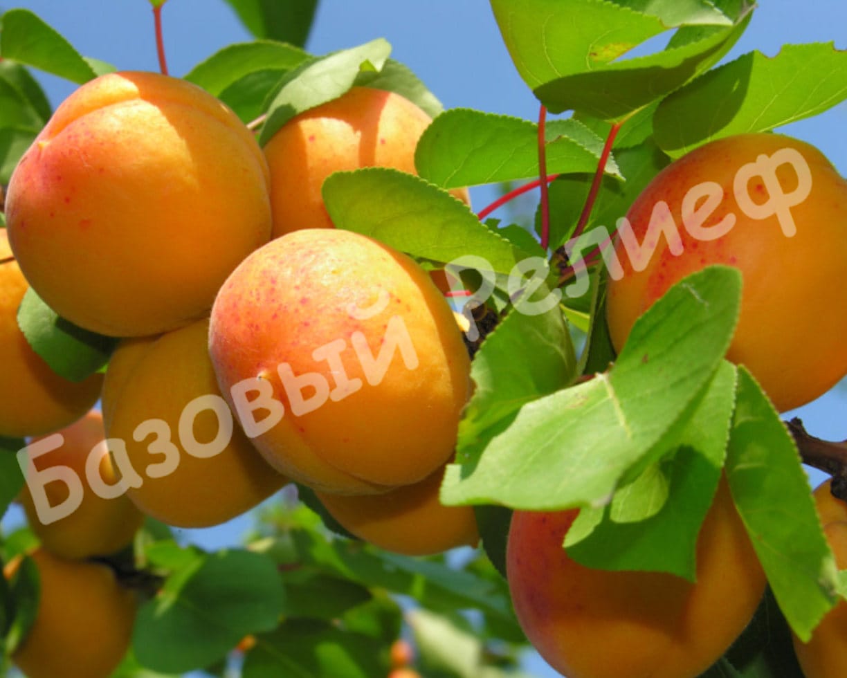 Абрикос Память Лойко