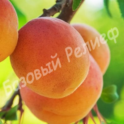 Абрикос Память Лойко