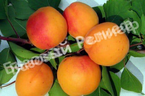 Абрикос Память Лойко