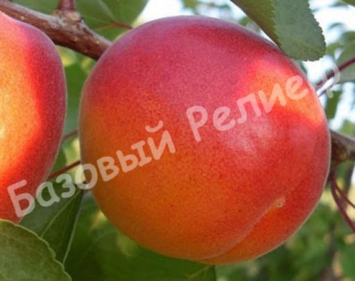Абрикос Перла