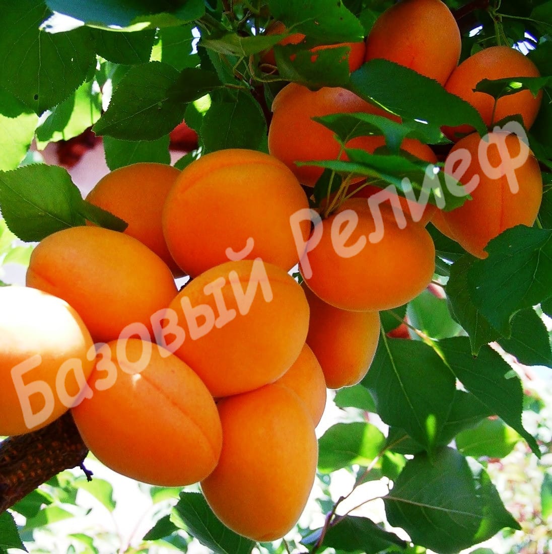 Абрикос Полесский Крупноплодный
