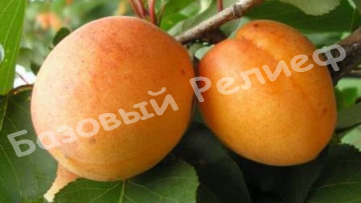 Абрикос Полесский Крупноплодный