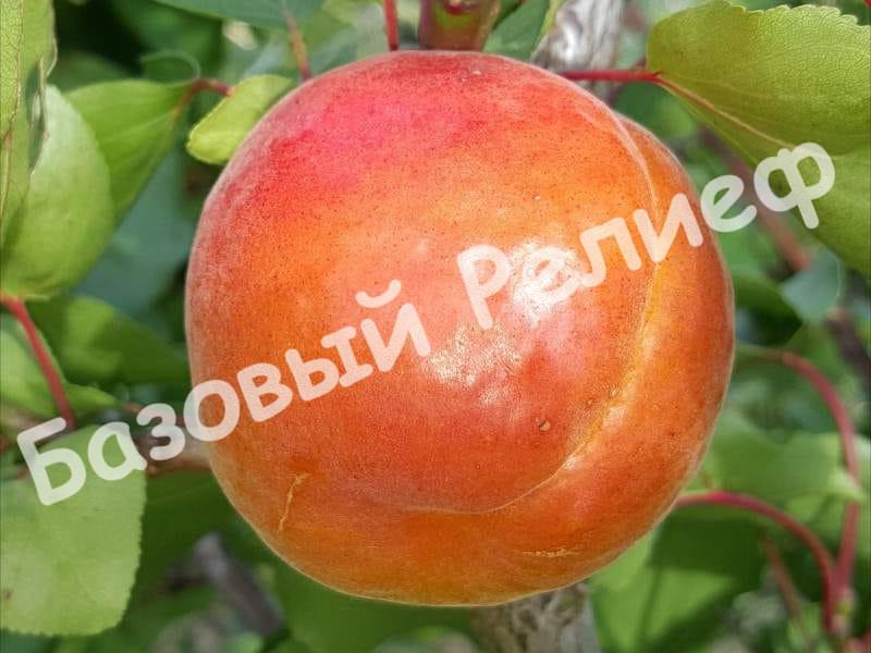 Абрикос Полиплоид