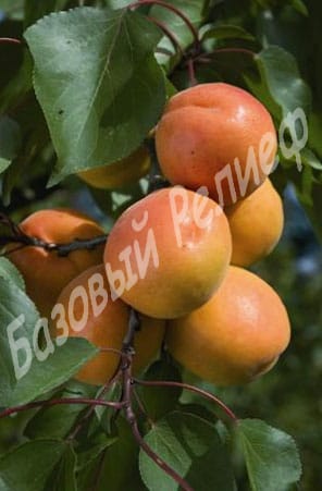 Абрикос Примая