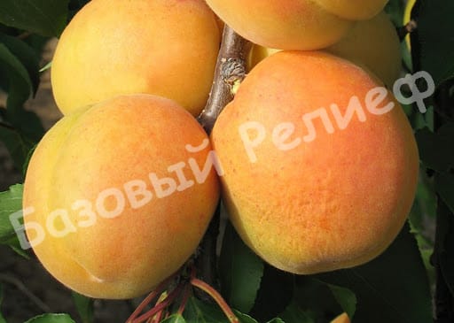 Абрикос Сандроп