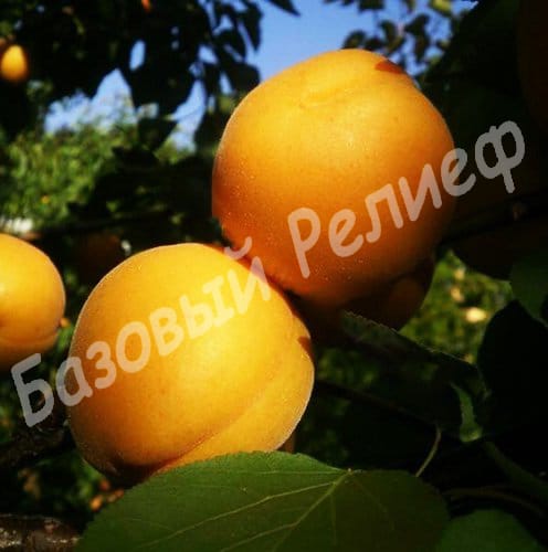 Абрикос Сандроп