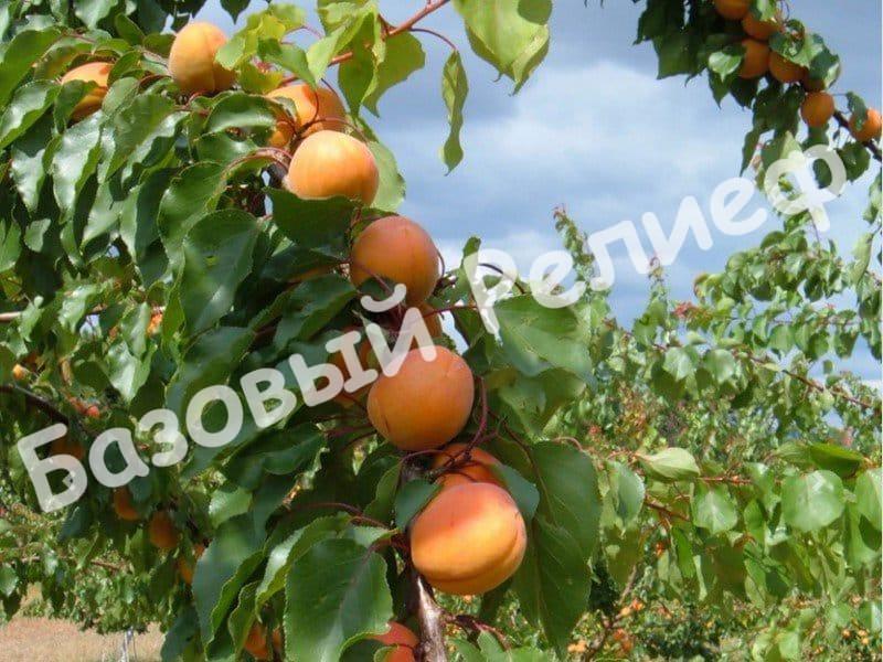 Абрикос Вертидж