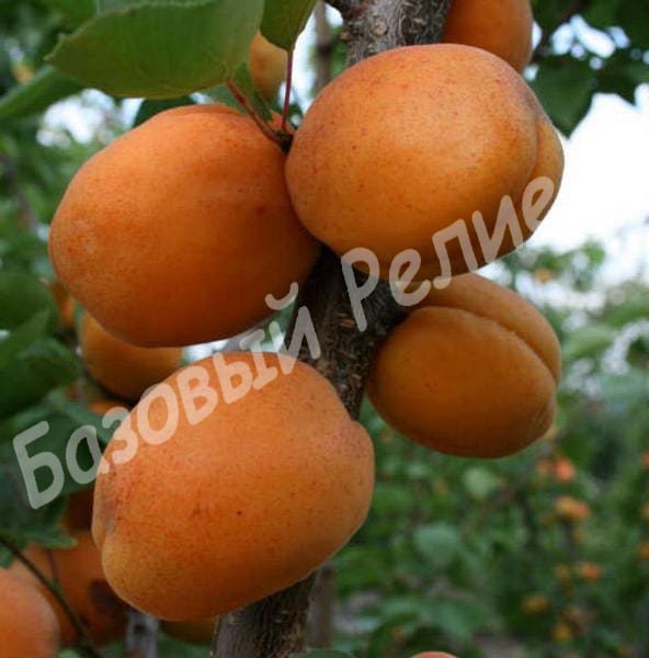 Абрикос Зоряный
