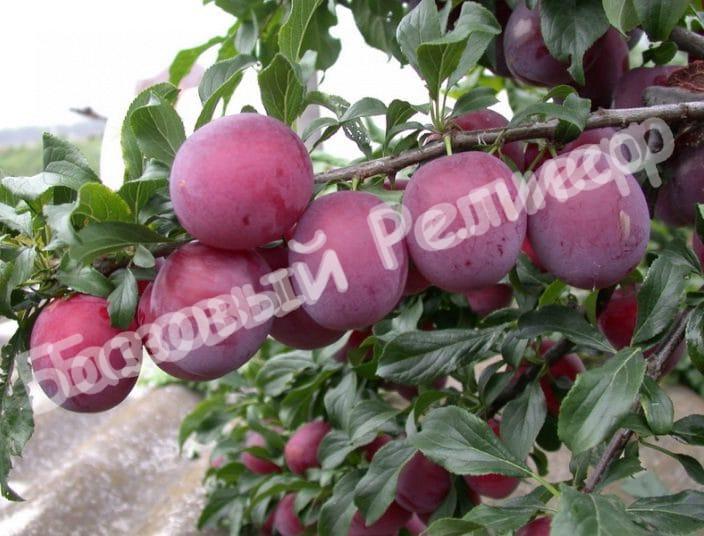 Алыча Красная лента