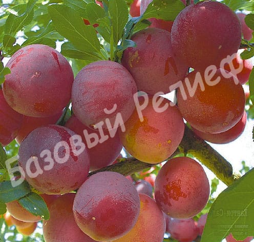 Алыча Красномясая