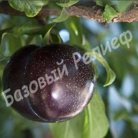 Алыча Кремень