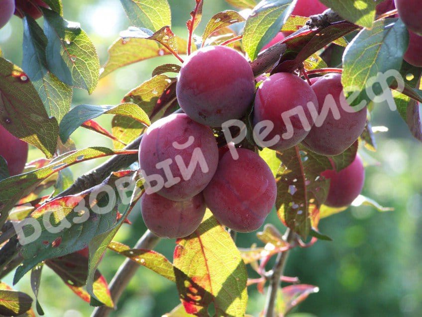 Алыча Подарок Приморью