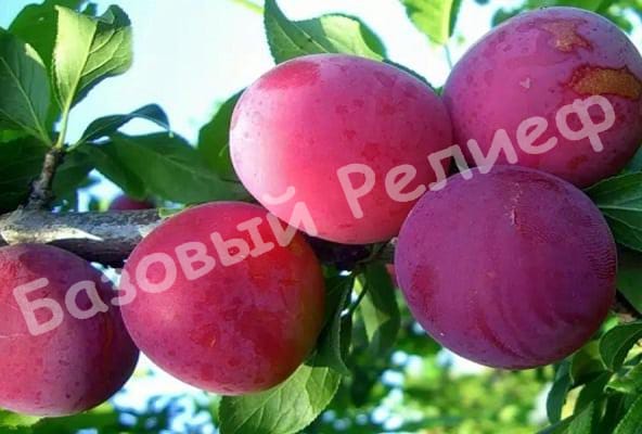 Алыча Подарок Приморью