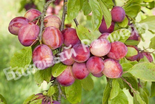 Алыча Подарок Приморью