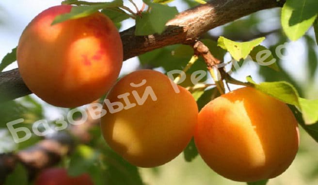 Алыча Прамень