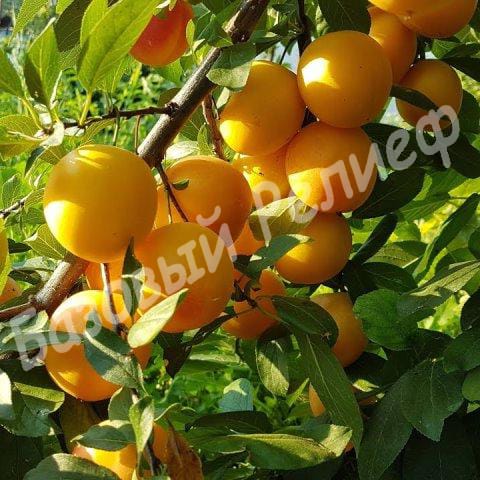 Алыча Румяная зорька