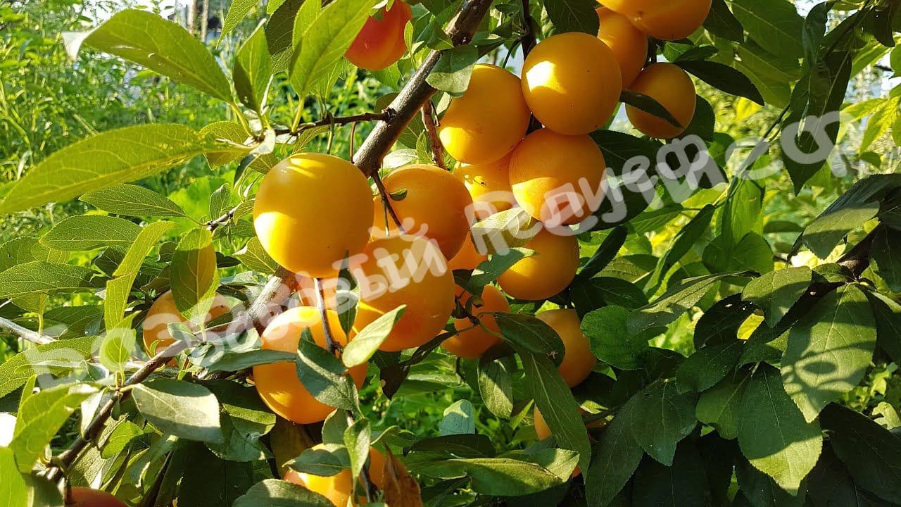 Алыча Румяная зорька