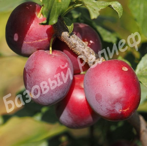 Алыча Весеннее пламя