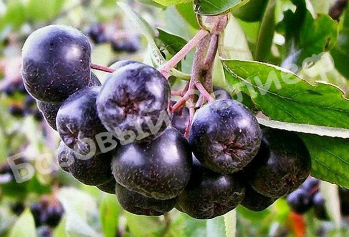 Арония черноплодная Галичанка