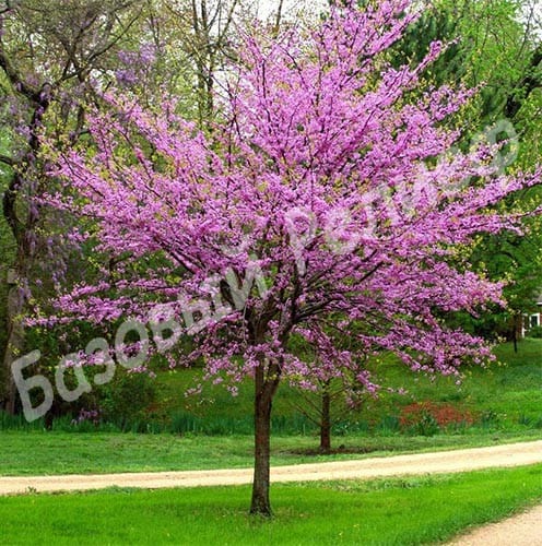 Багрянник канадский