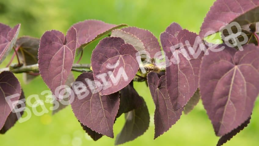 Багрянник японский Ротфучс