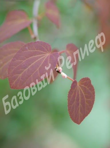 Багрянник японский Ротфучс
