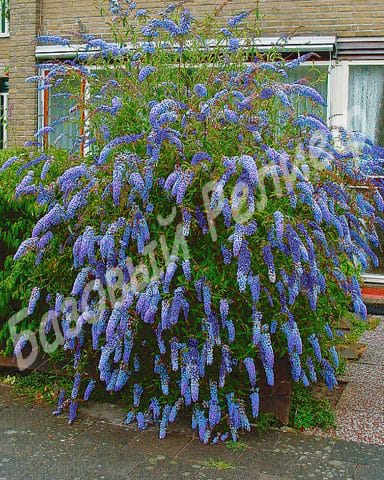Буддлея Нано Блю
