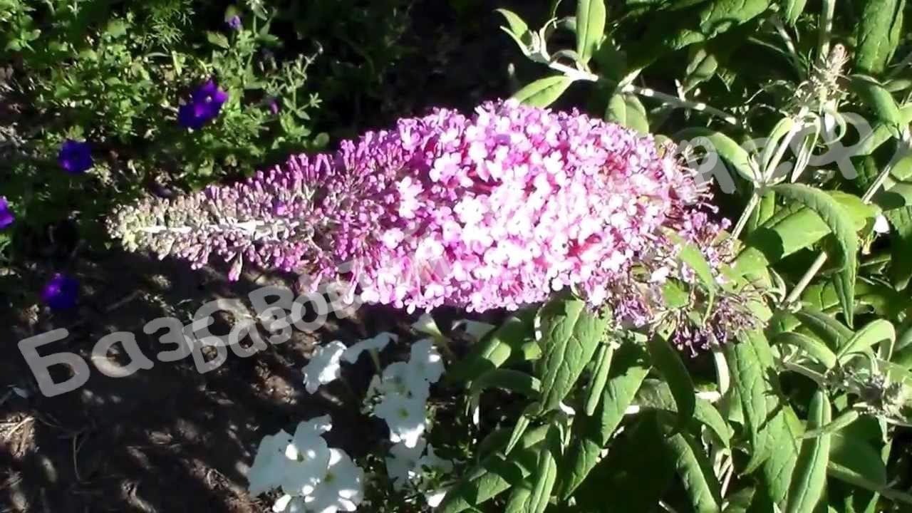 Буддлея Розовый восторг