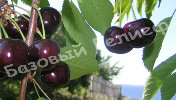 Черешня Дайбера черная