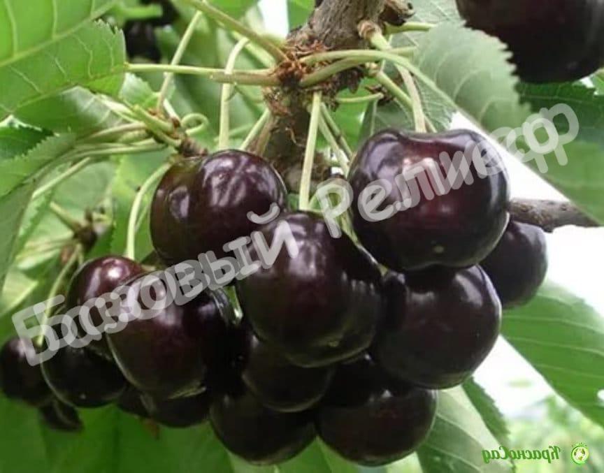 Черешня Дайбера Чёрная