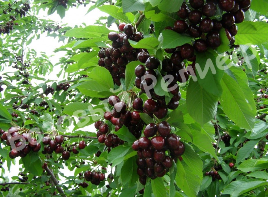 Черешня Ленинградская Чёрная