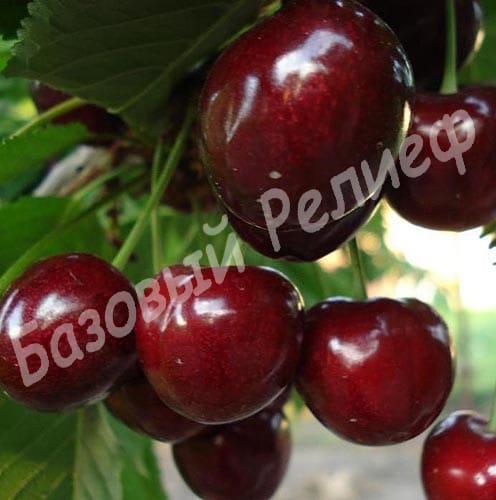 Черешня Милана
