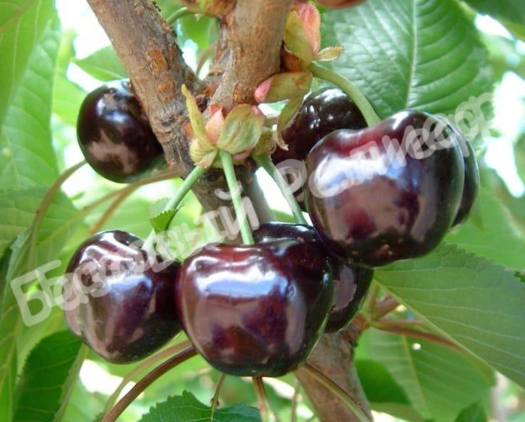 Черешня Мускатная