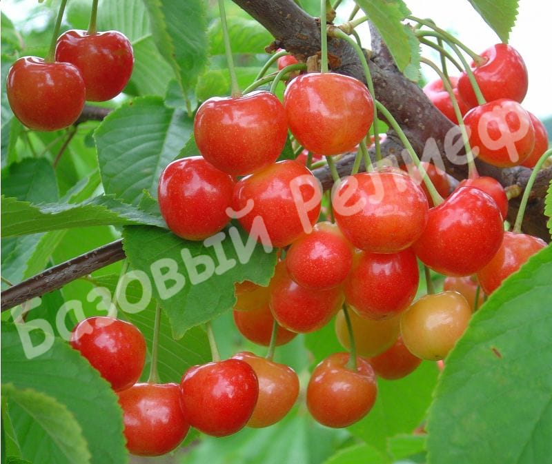 Черешня Подарок Рязани