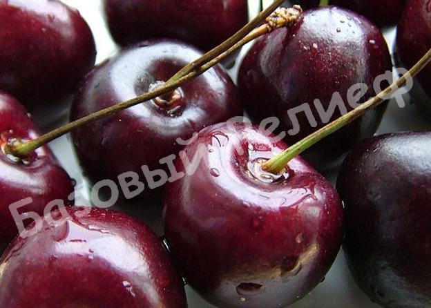 Черешня Принцесса ночи