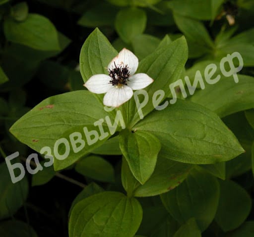Дерен шведский