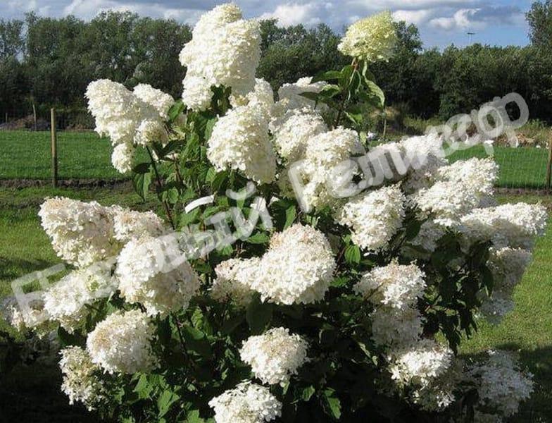 Гортензия метельчатая Сильвер доллар