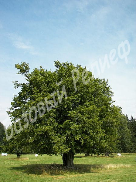 Граб европейский