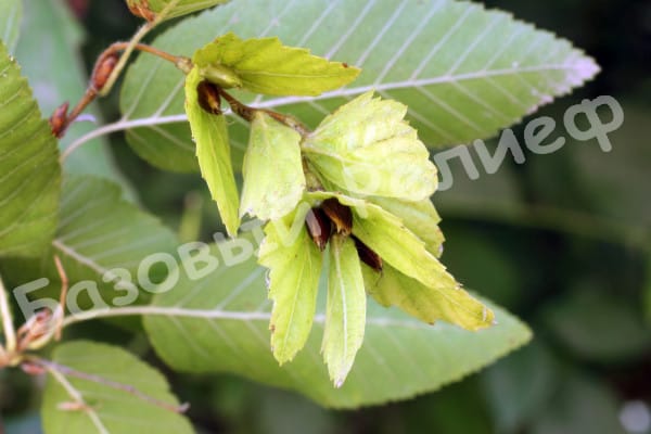 Граб Турчанинова