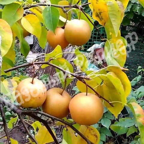 Груша азиатская Секуи