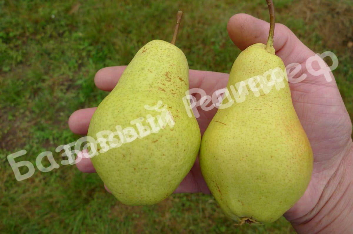 Груша Банановая