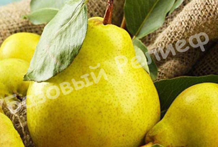 Груша Бере Дюрандо
