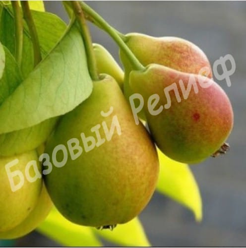 Груша Бере Люка