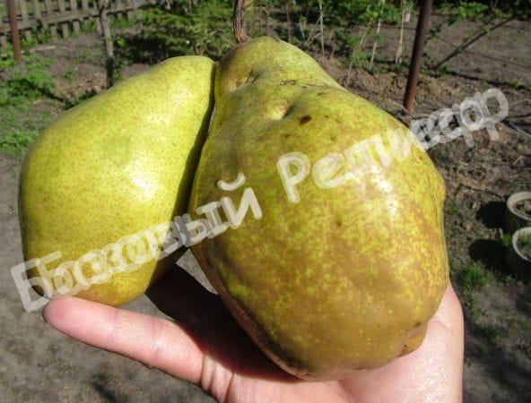 Груша Директор Альфан