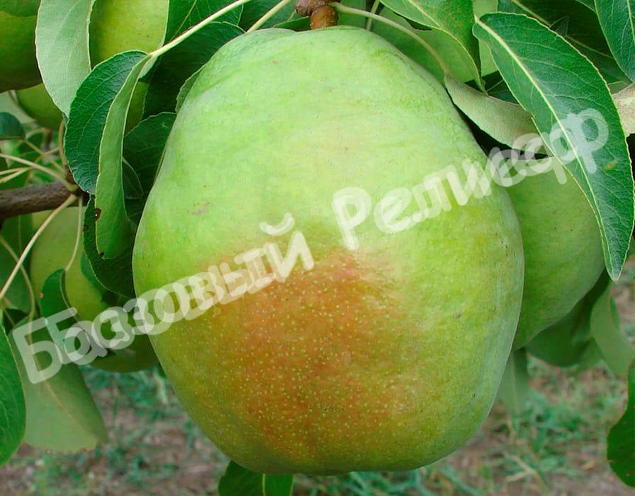 Груша Изумрудная