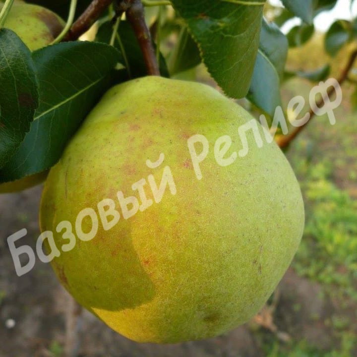 Груша Изумрудная