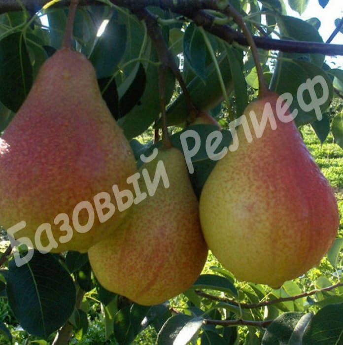 Груша Изюминка Крыма