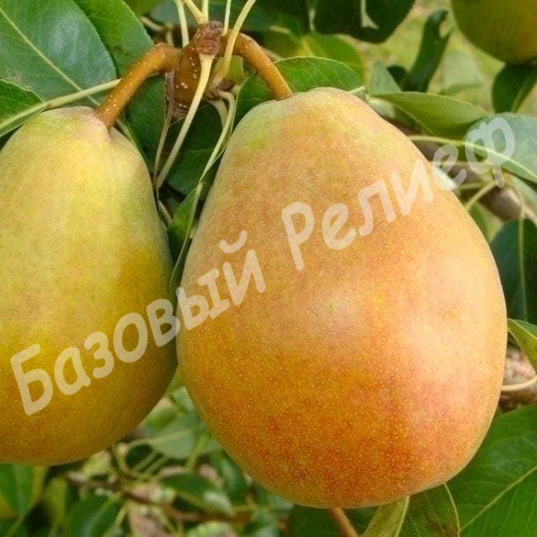 Груша Изюминка Крыма