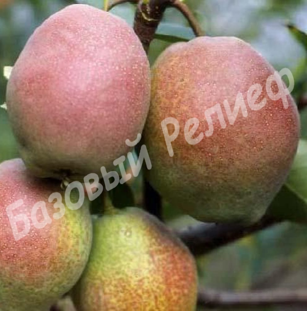 Груша Киргизская зимняя