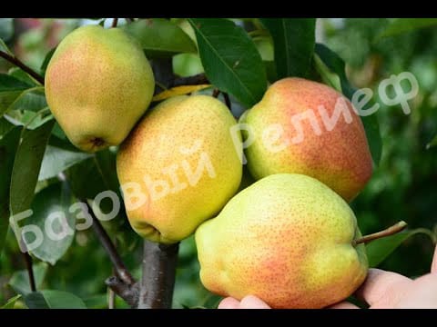 Груша Киргизская зимняя